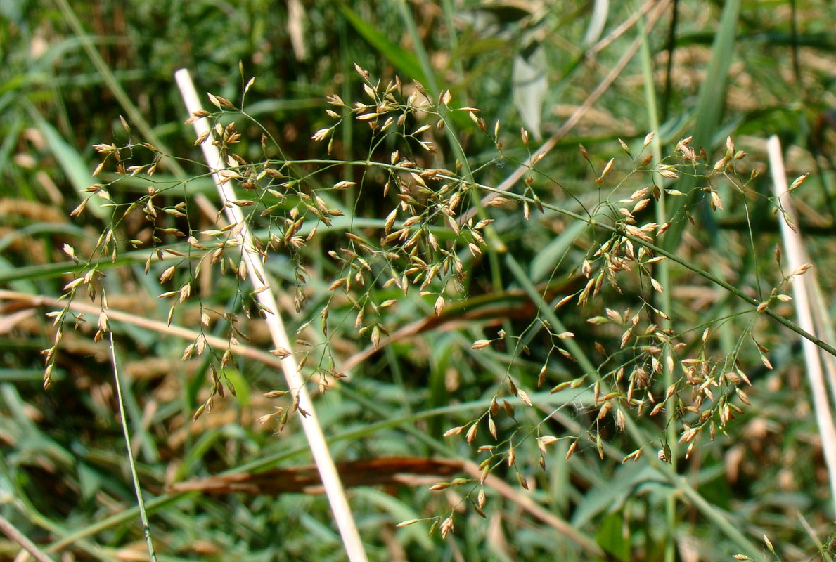 Image of Poa palustris specimen.