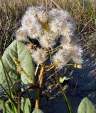 Petasites spurius. Соцветие с созревшими плодами. Чувашия, г. Шумерля, берег р. Сура в районе городского пляжа. 12 мая 2008 г.