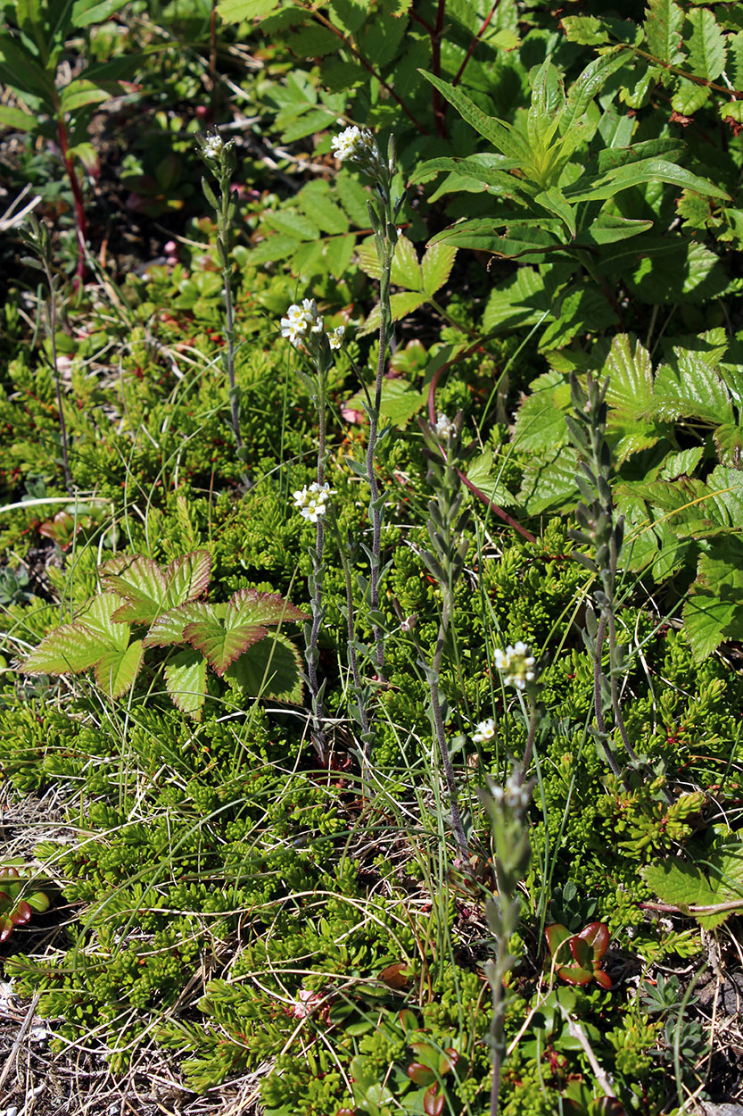 Image of Draba incana specimen.