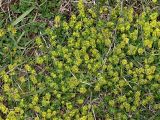 genus Cruciata. Цветущие растения. Северная Осетия, Алагирское ущелье, окр. пос. Нар, склоны Бокового хребта, 1730 м н.у.м. 07.05.2010.