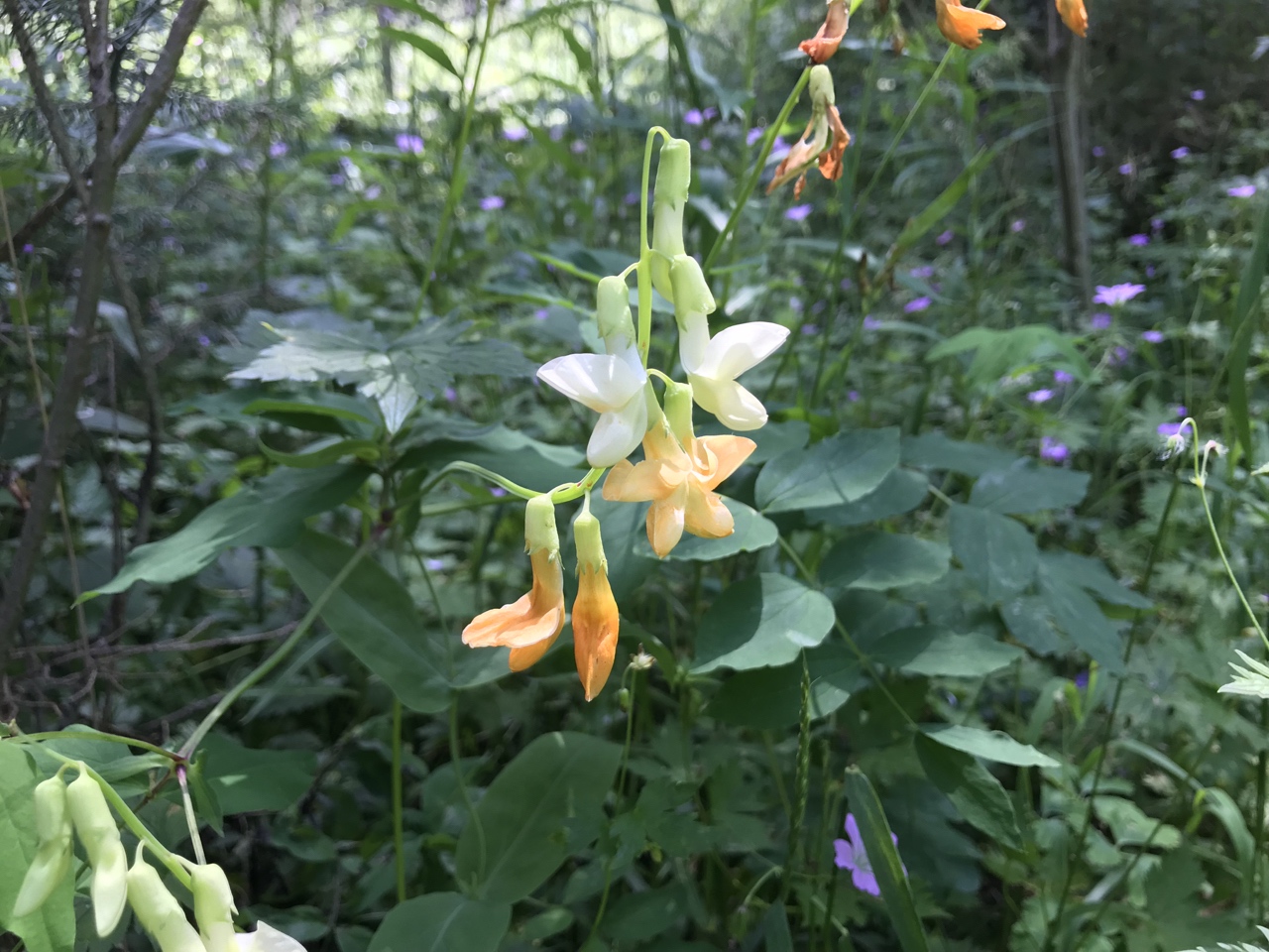 Изображение особи Lathyrus gmelinii.