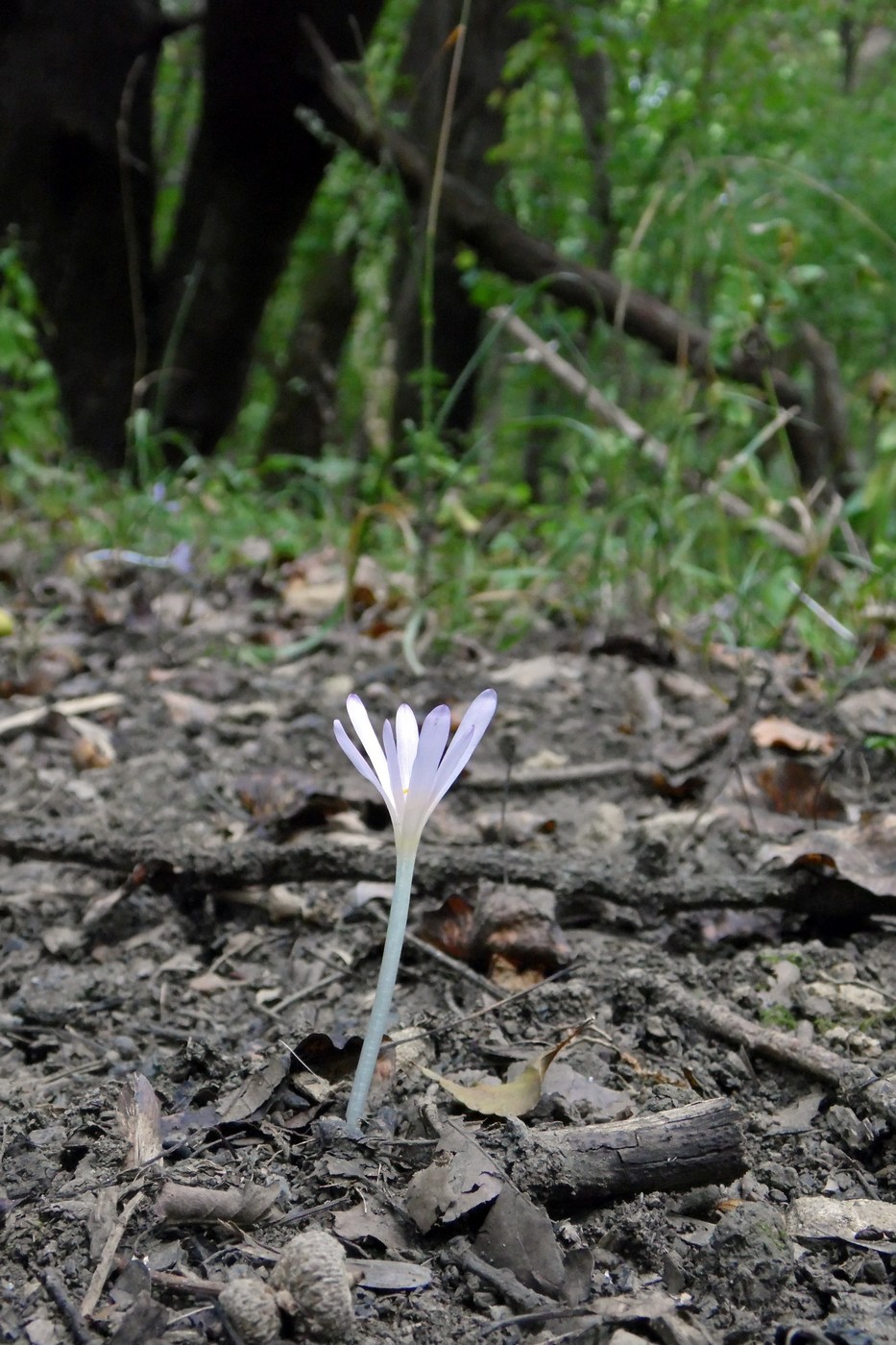 Изображение особи Colchicum umbrosum.