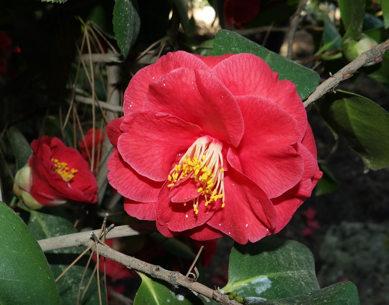 Image of Camellia japonica specimen.