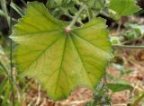 Malva multiflora