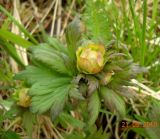 Trollius