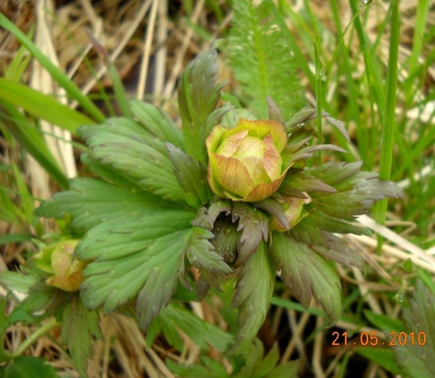 Изображение особи род Trollius.