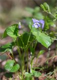 Viola riviniana. Верхушка цветущего растения. Псковская обл., Великолукский р-н, долина р. Ловать, смешанный лес. 07.05.2018.