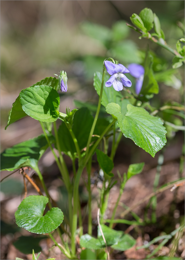 Изображение особи Viola riviniana.