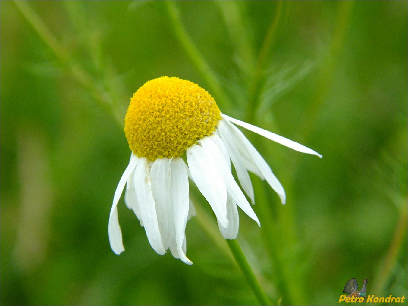 Изображение особи Tripleurospermum inodorum.