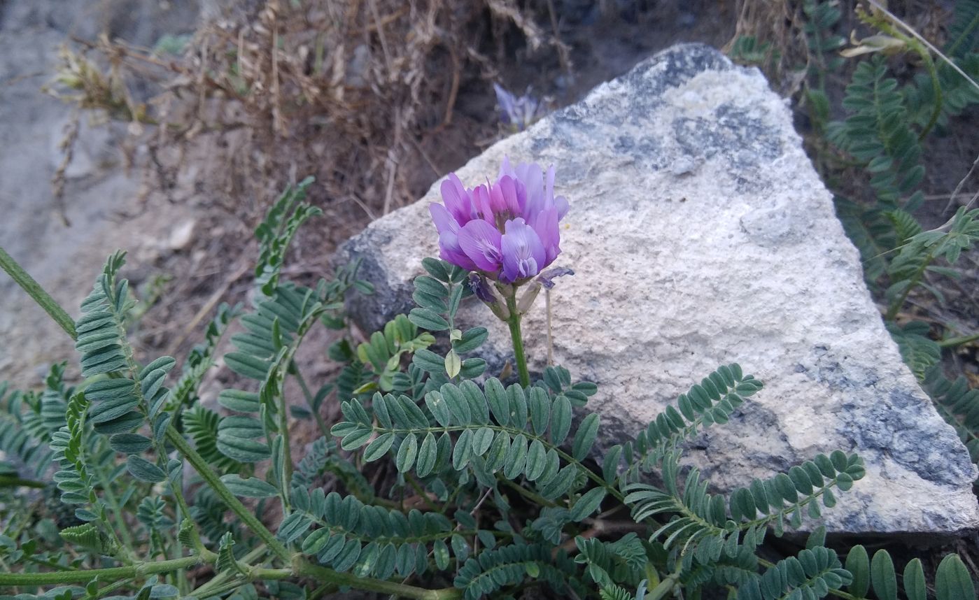 Image of genus Astragalus specimen.