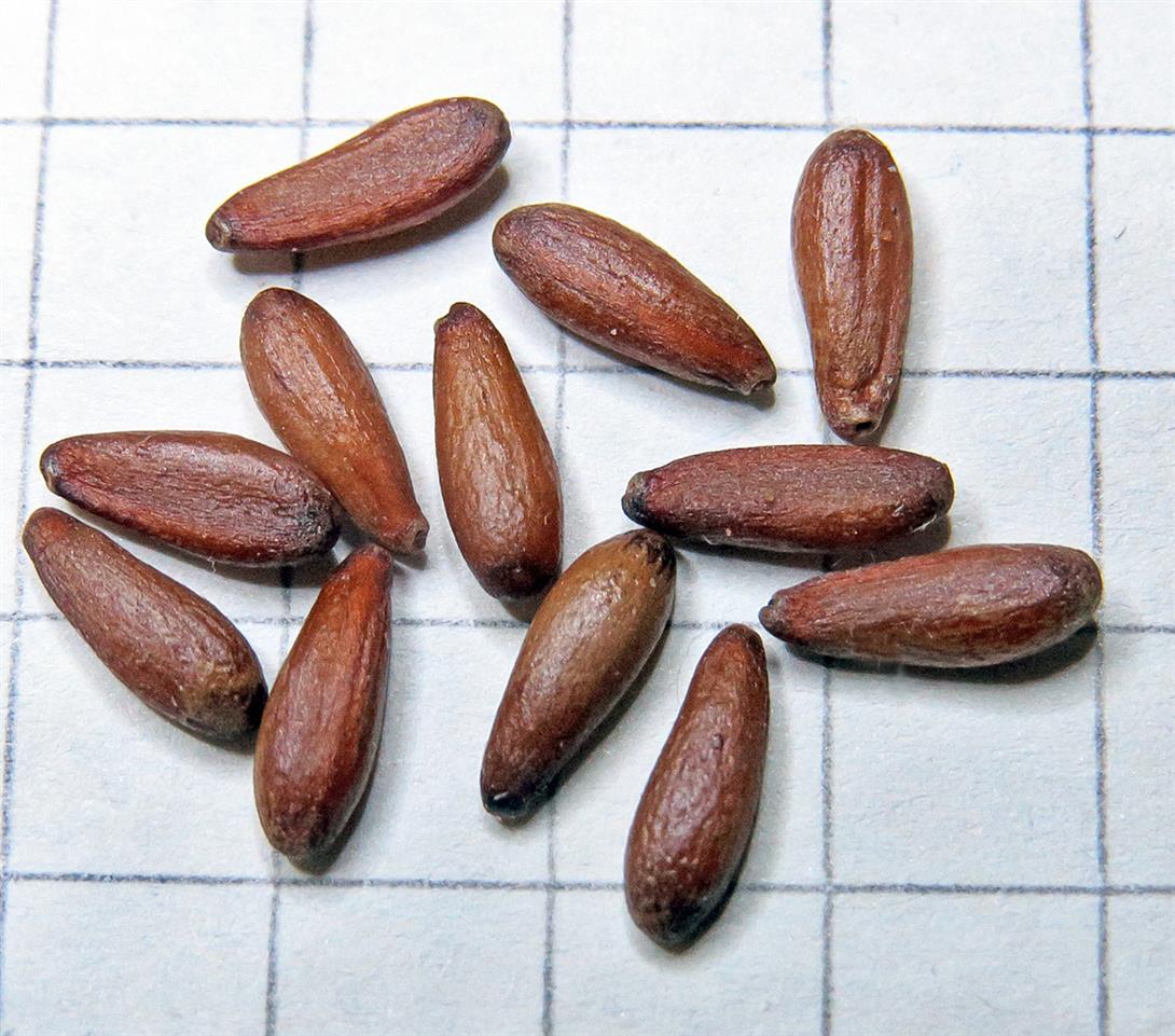 Image of Berberis vulgaris specimen.