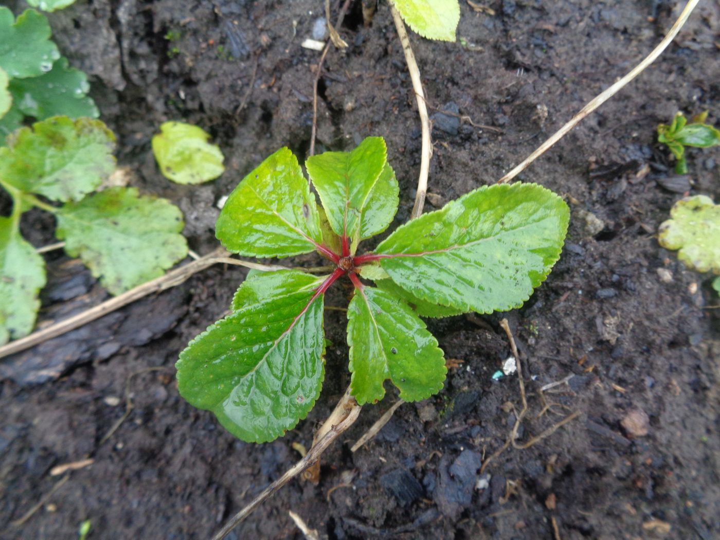 Изображение особи Prunus domestica.