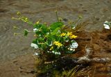 Caltha palustris. Цветущее и плодоносящее растение. Алтай, Катунский хребет, окр. оз. Среднее Мультинское, ≈ 1600 м н.у.м., в ручье. 01.07.2018.