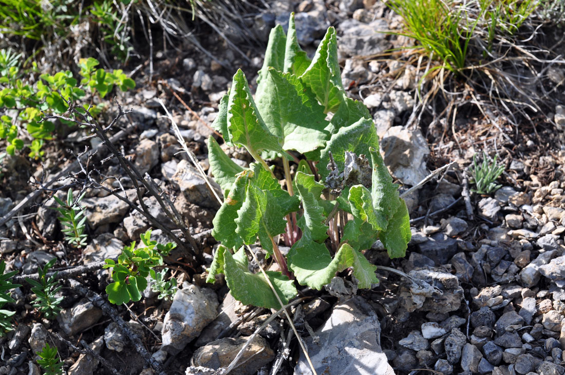 Изображение особи Ligularia robusta.