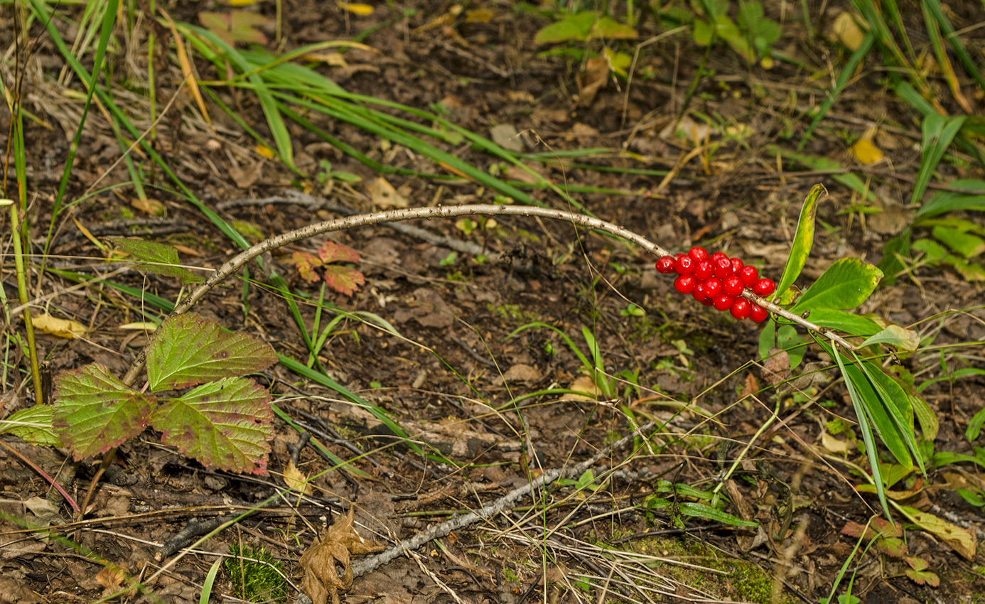 Image of Daphne mezereum specimen.