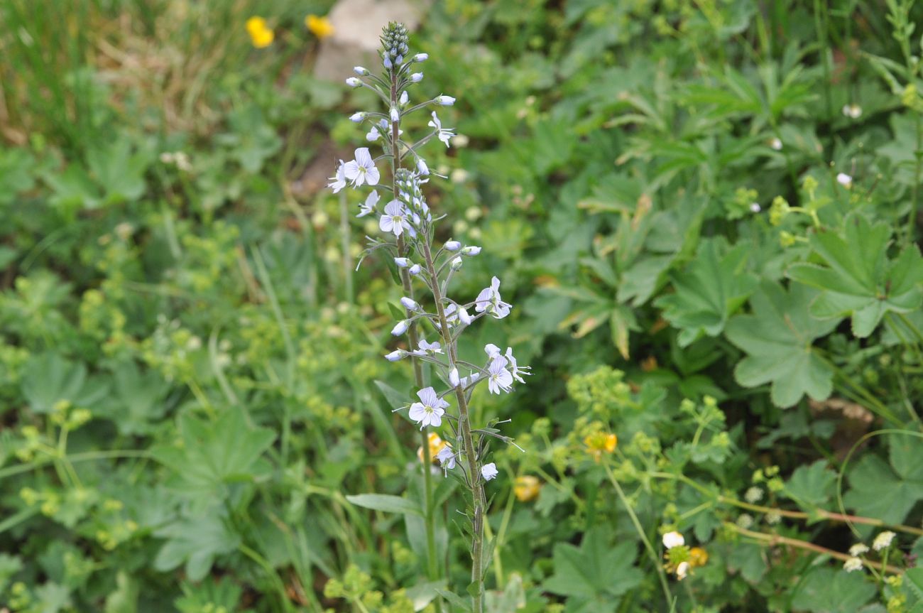 Image of Veronica gentianoides specimen.