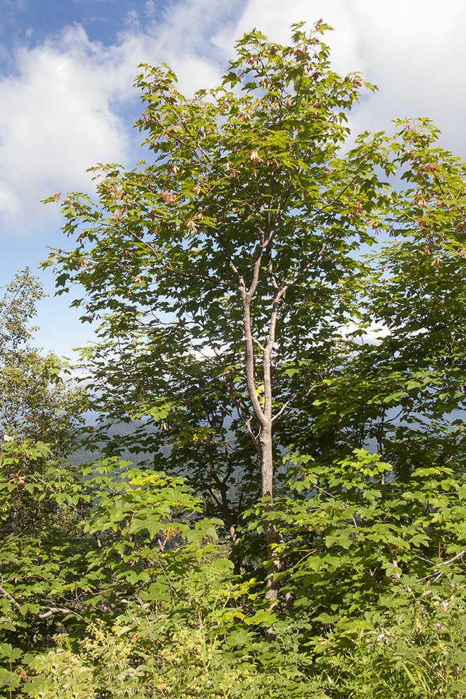 Image of Acer trautvetteri specimen.