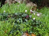 Cyclamen persicum. Цветущие растения. Израиль, Иерусалим, парк Sacher, на камнях. 19.01.2018.