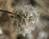 genus Taraxacum