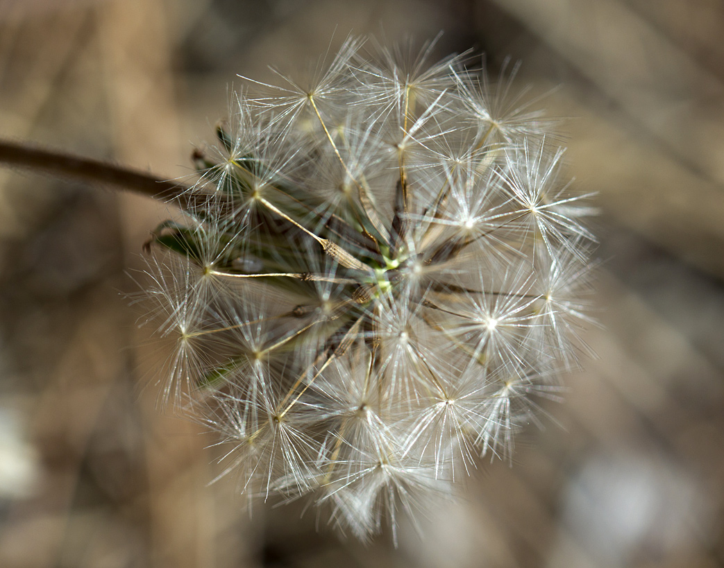 Изображение особи род Taraxacum.