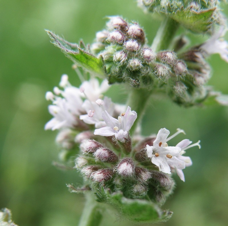 Image of Mentha &times; dalmatica specimen.