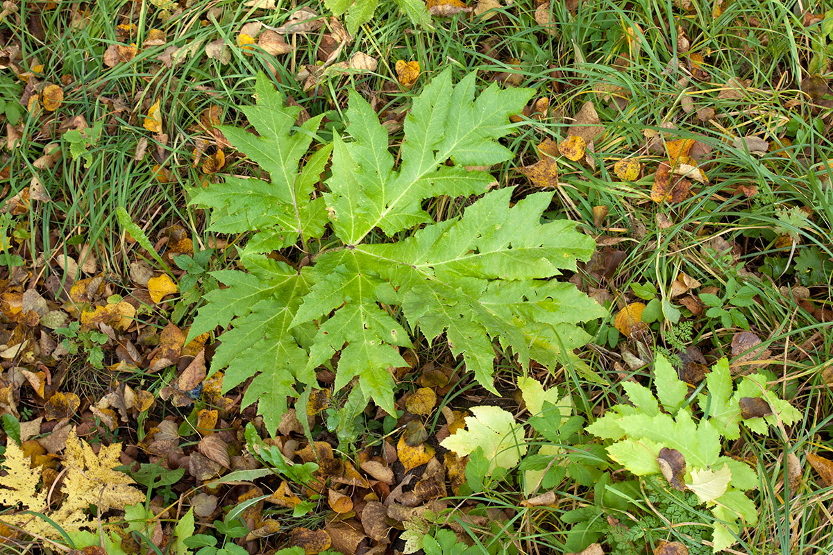 Изображение особи Heracleum mantegazzianum.