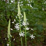 Ornithogalum arcuatum