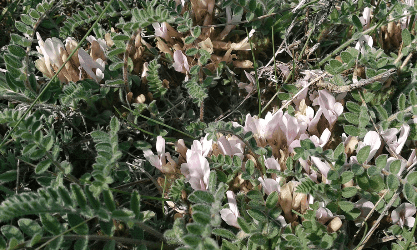 Image of Astragalus testiculatus specimen.