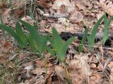Iris aphylla