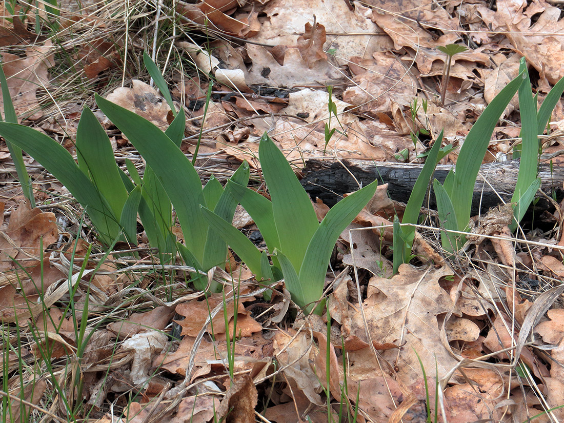 Image of Iris aphylla specimen.