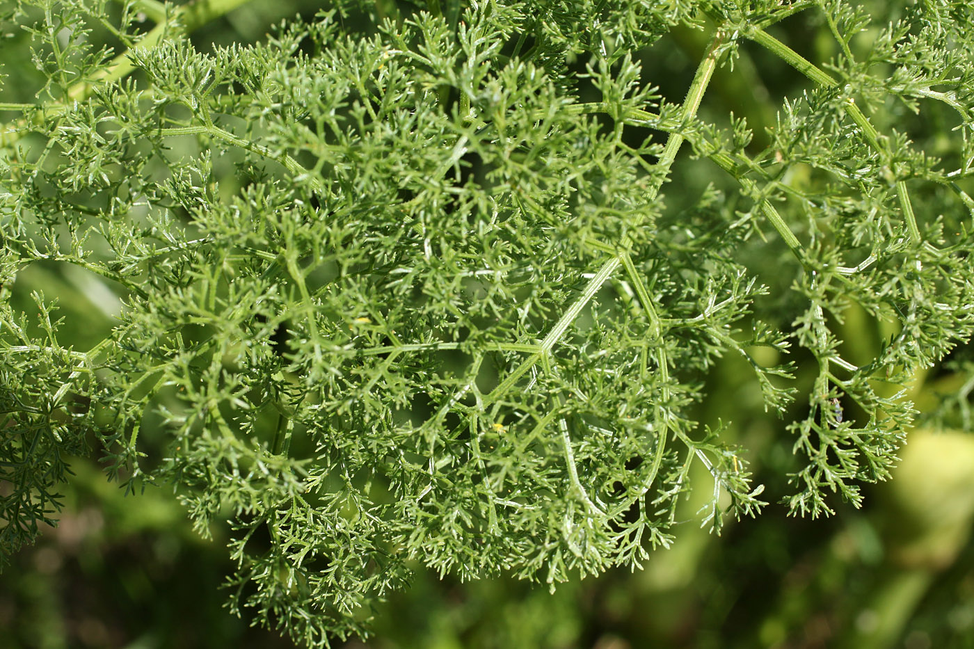 Изображение особи Ferula angreni.