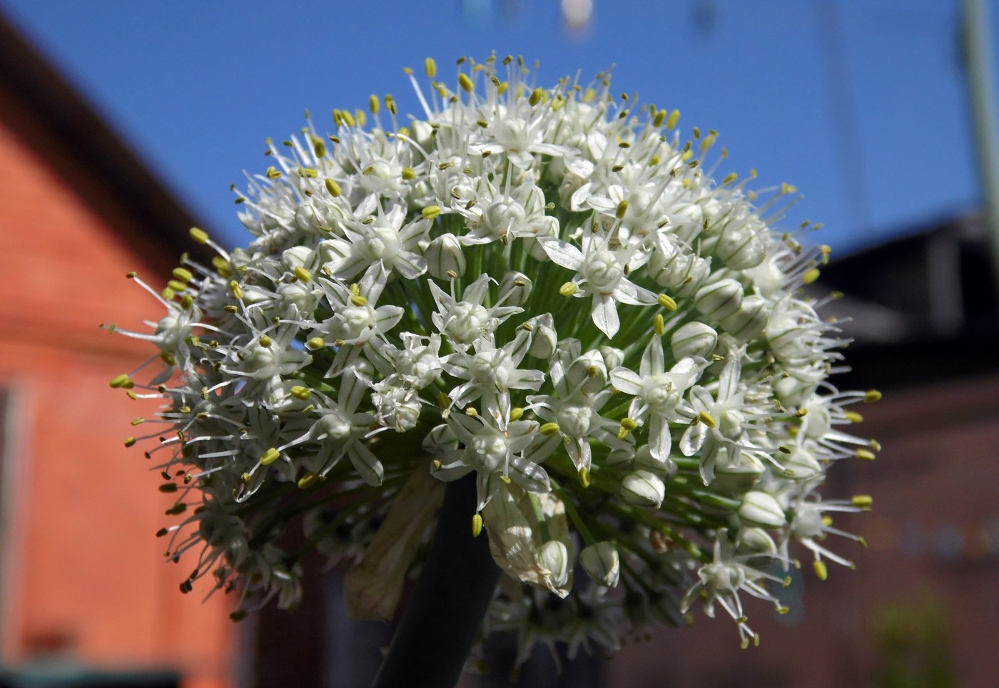 Image of Allium cepa specimen.