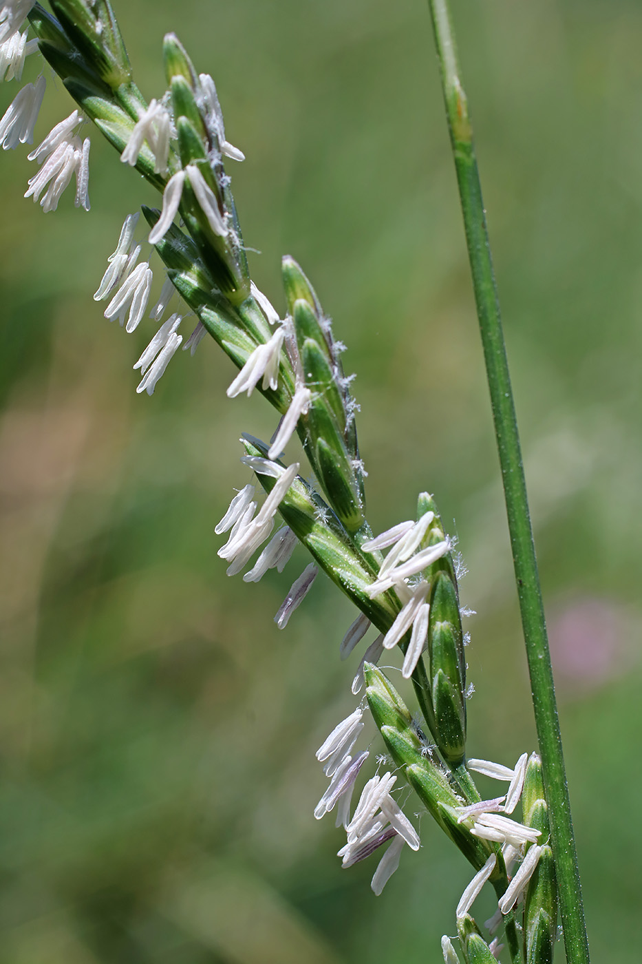 Изображение особи Elytrigia lolioides.