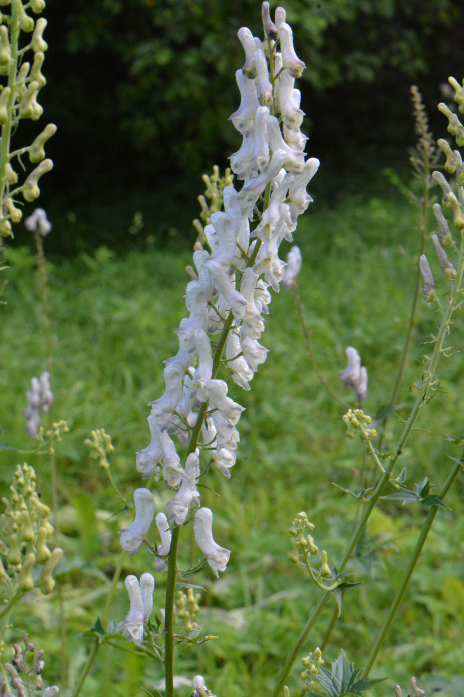 Изображение особи Aconitum septentrionale.