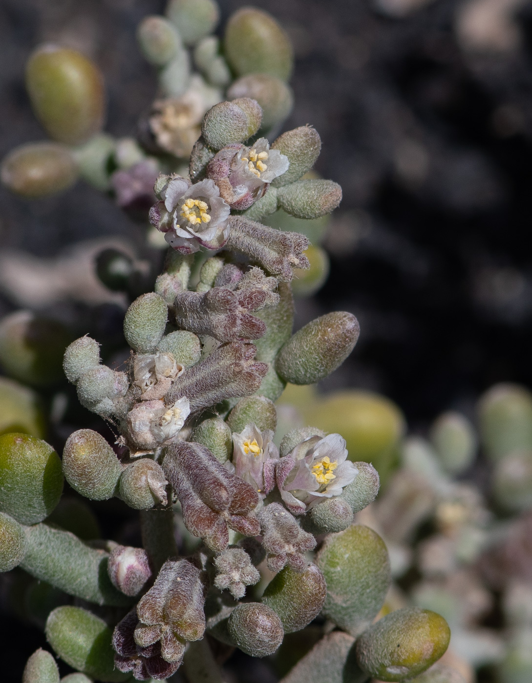 Image of Tetraena gaetula specimen.