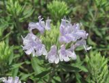 Ziziphora serpyllacea