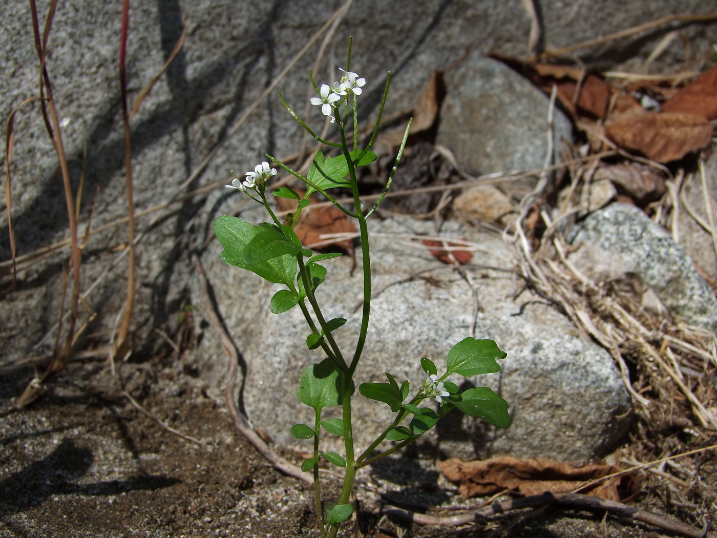 Изображение особи Cardamine regeliana.