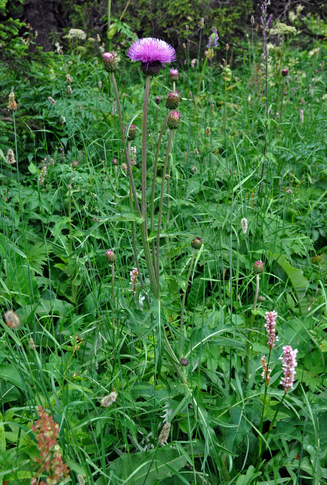 Изображение особи Cirsium heterophyllum.