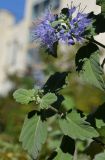 Caryopteris × clandonensis. Верхняя часть цветущего побега. Крым, Севастополь, в культуре. 16.10.2015.