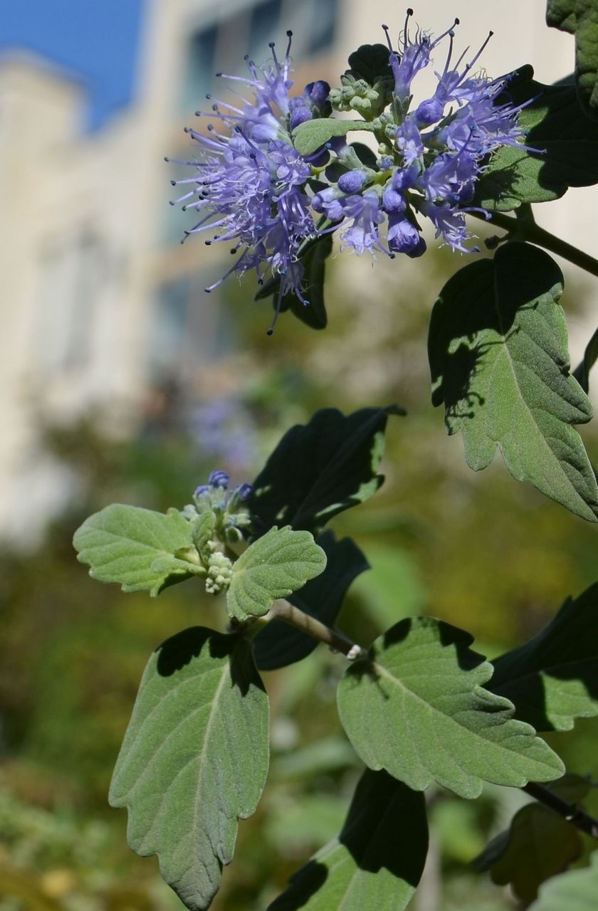 Image of Caryopteris &times; clandonensis specimen.