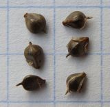 Schoenoplectus lacustris. Плоды. Север Краснодарского края, пойма р. Ея между станицами Шкуринская и Канеловская. 21.07.2010.
