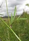 Sanguisorba parviflora. Часть стебля с листом и основанием пазушного побега. Приморский край, Хасанский р-н, окр. с. Витязь, луг. 13 сентября 2019 г.