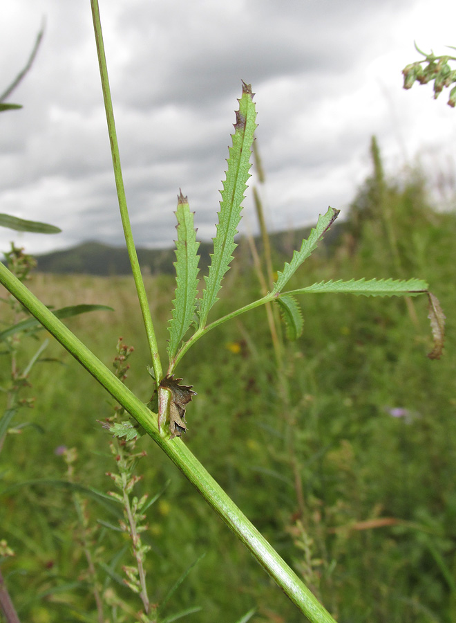 Изображение особи Sanguisorba parviflora.