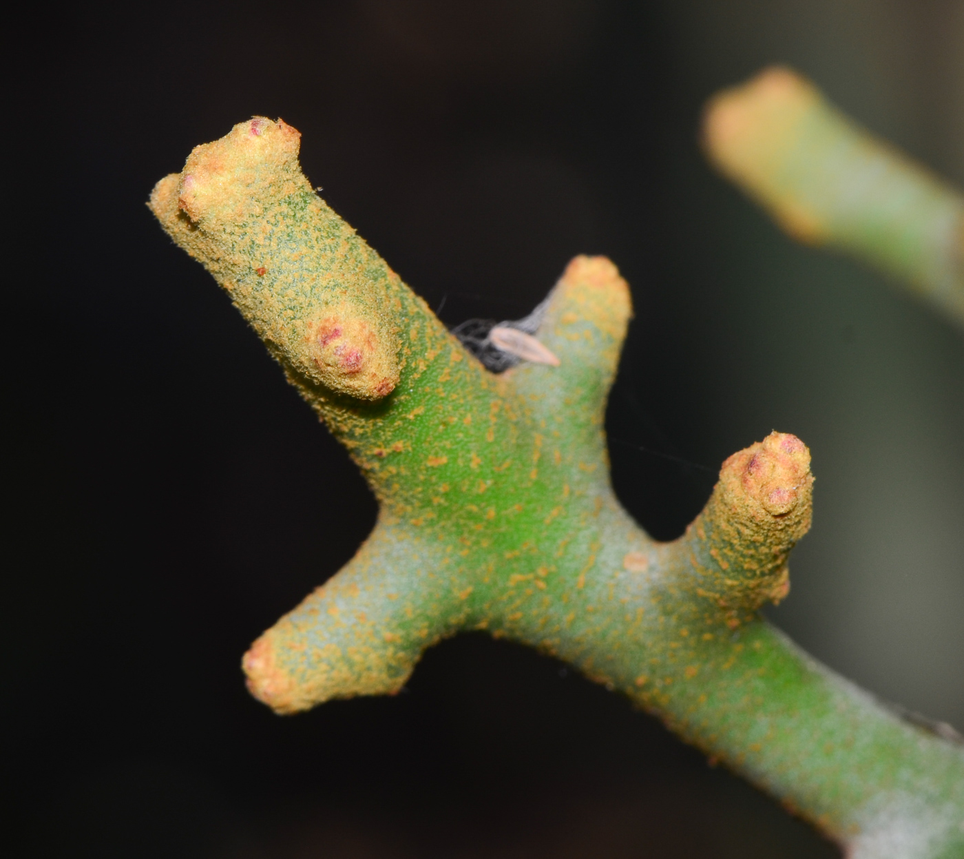 Image of Euphorbia stenoclada specimen.