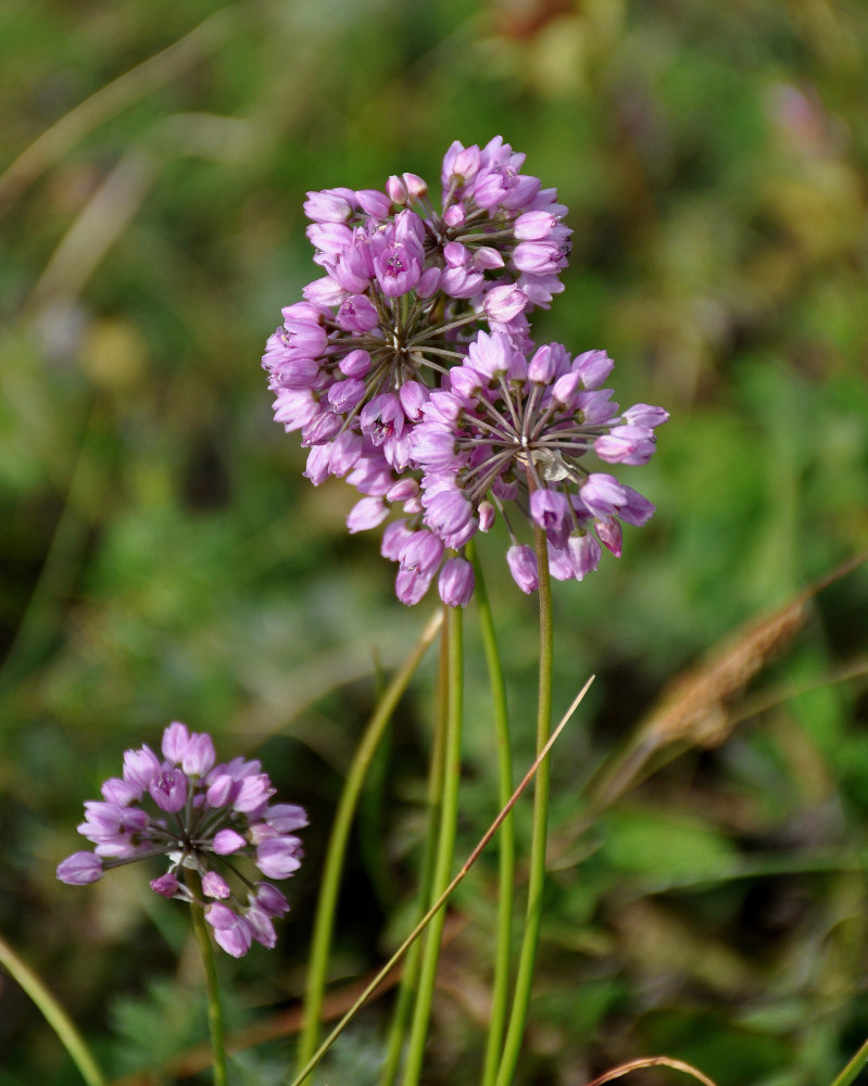 Image of Allium rubens specimen.