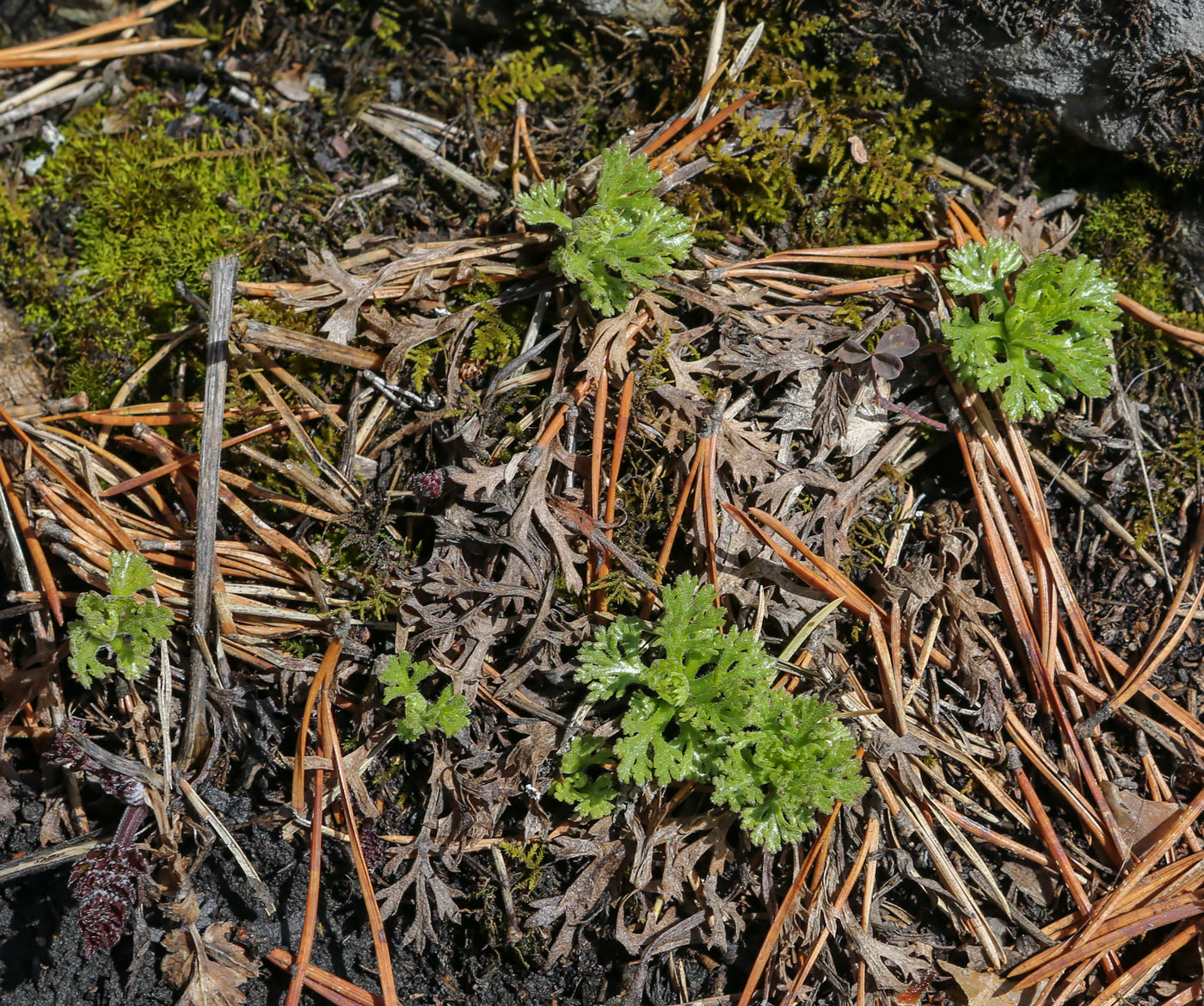 Image of Chrysanthemum zawadskii specimen.