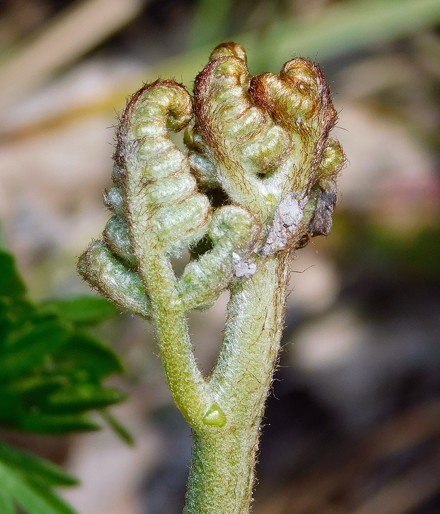 Изображение особи Pteridium tauricum.