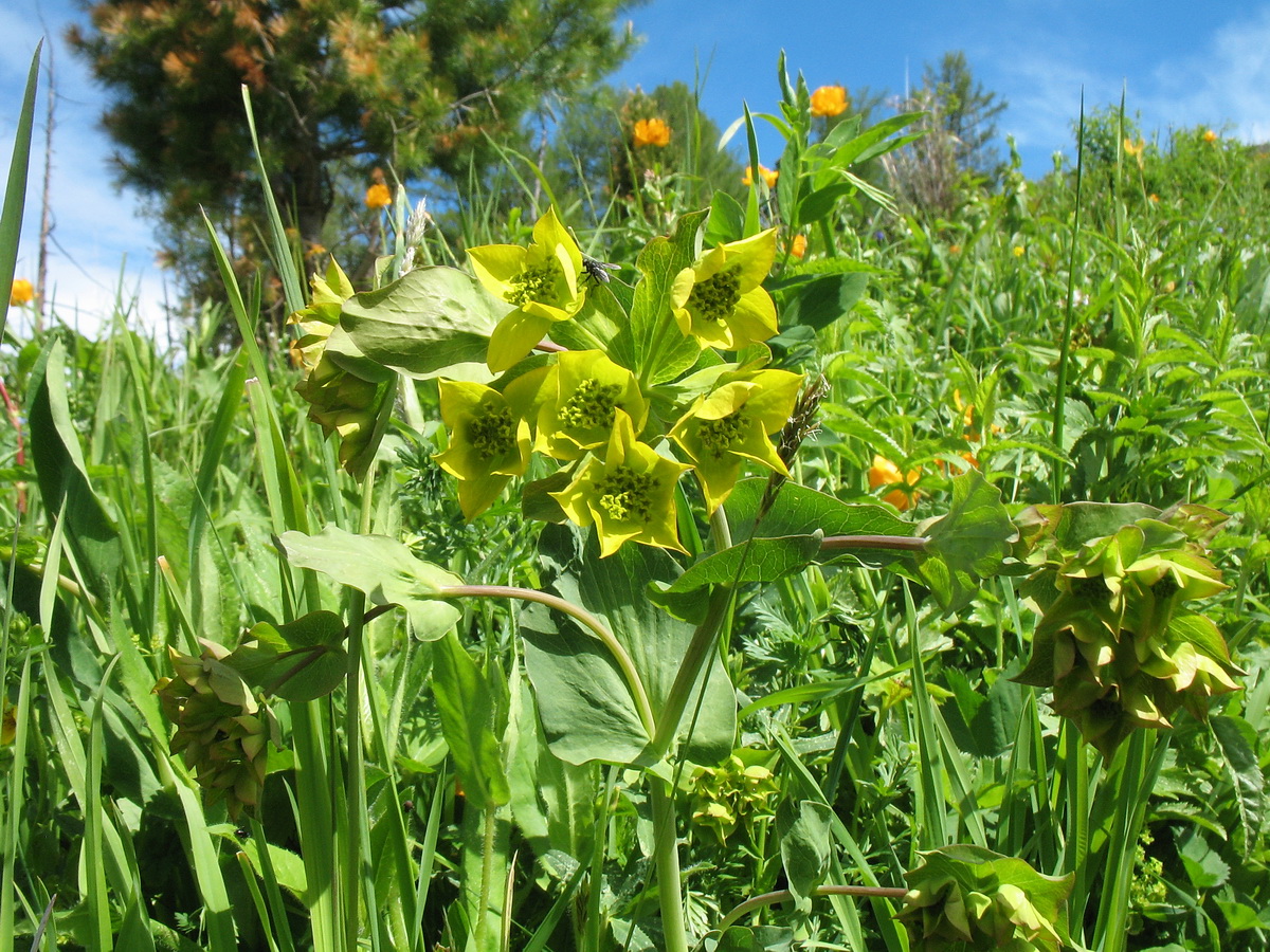 Image of Bupleurum aureum ssp. porfirii specimen.