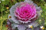 Brassica oleracea variety viridis