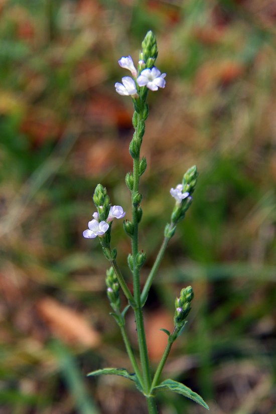 Image of Verbena officinalis specimen.